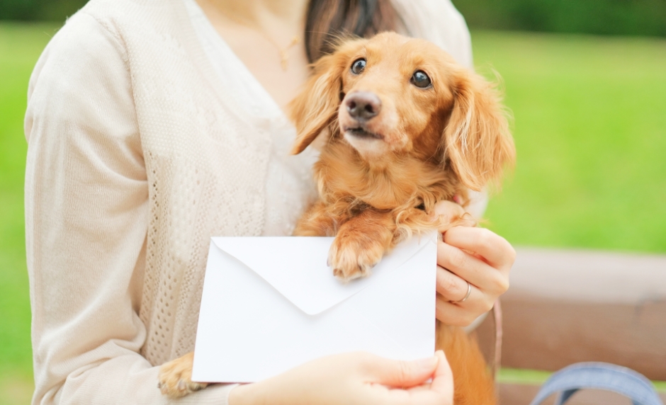 かわいいミニチュアダックスフンド