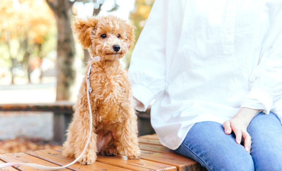 茶色のかわいいトイプードル
