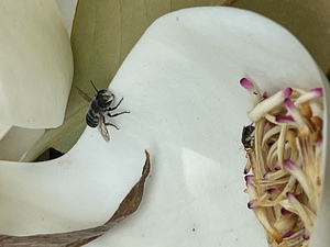 虫たちも匂いに誘われ