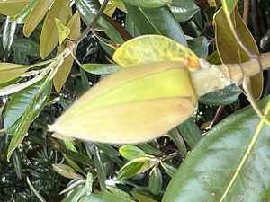 つぼみも沢山あり、1週間位が見ごろ