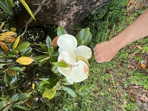 2、3倍はありそう