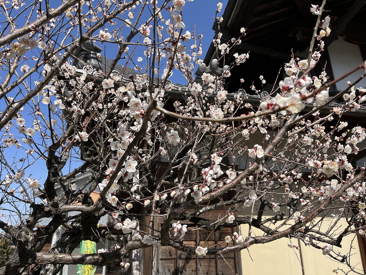 梅の花も咲き始めました🌸84区画有りましたが残すところ24区画となりました。